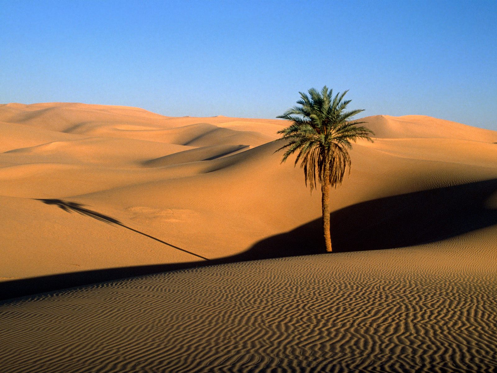 sahara
